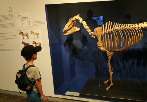 Das Departement Museum für Vorgeschichte von Solutré Pouilly Vergisson